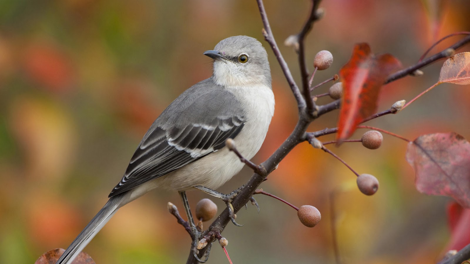 鳥の木の壁紙,鳥,emberizidae,野生動物,止まった鳥,北のモッキンバード