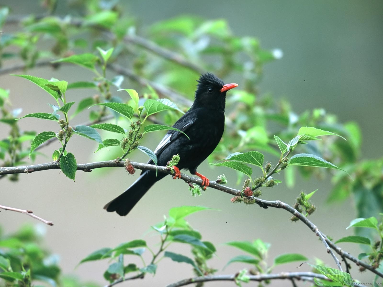 bird tree wallpaper,bird,beak,blackbird,red winged blackbird,plant