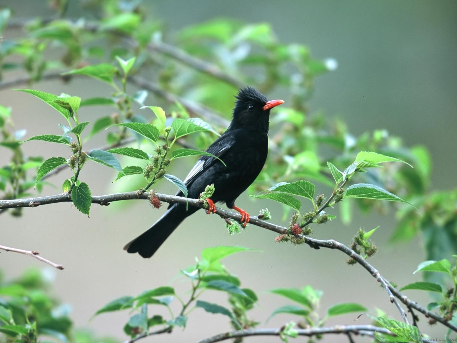 papier peint arbre oiseau,oiseau,merle,merle à ailes rouges,plante,oiseau perchoir