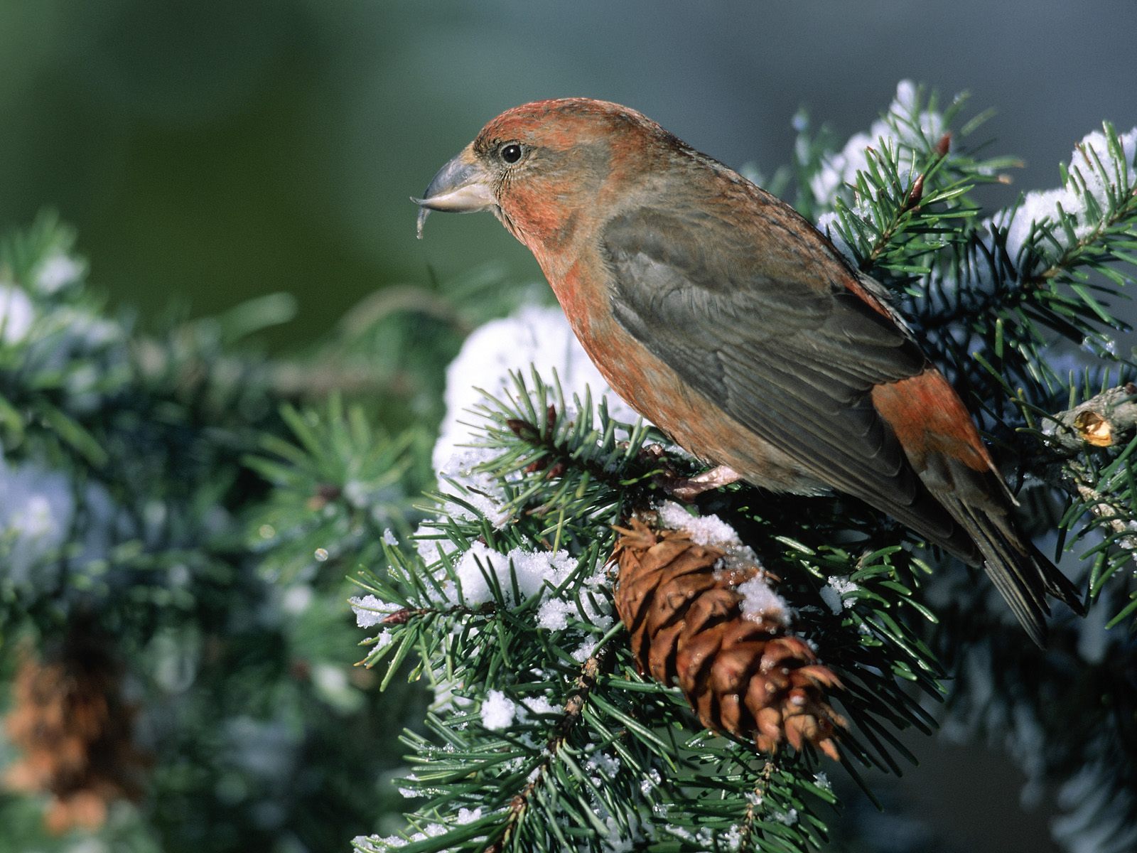 bird tree wallpaper,bird,vertebrate,common crossbill,beak,jack pine