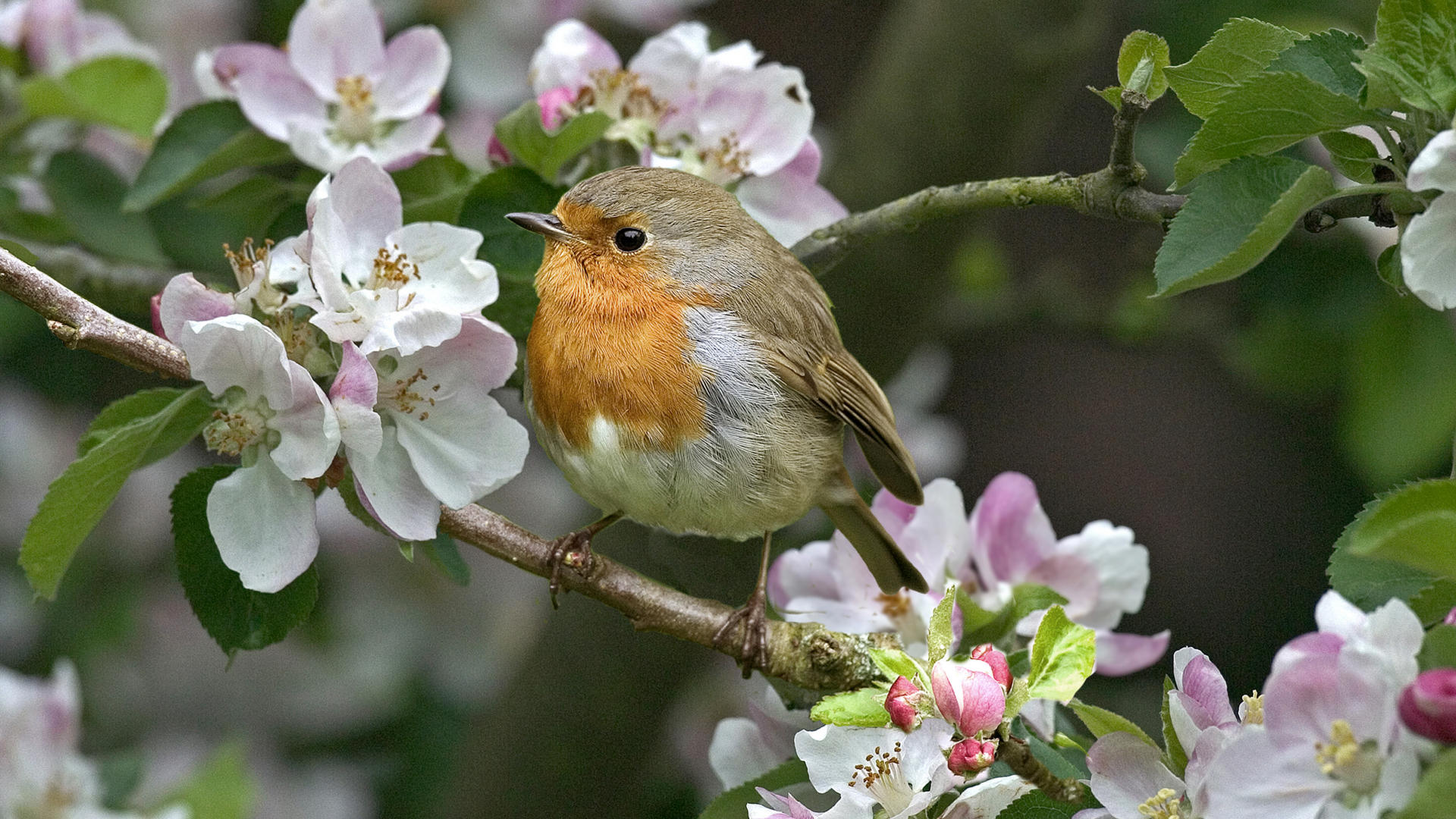 vogelbaum tapete,vogel,europäisches rotkehlchen,fliegenfänger der alten welt,robin,frühling