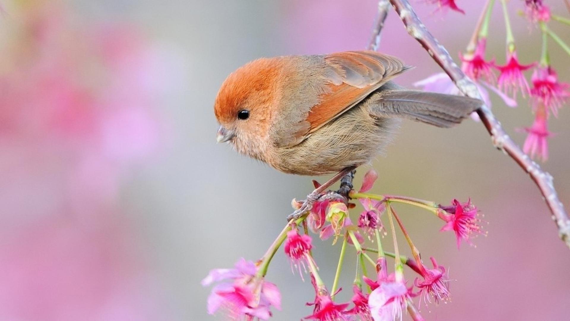 bird tree wallpaper,bird,beak,pink,perching bird,plant