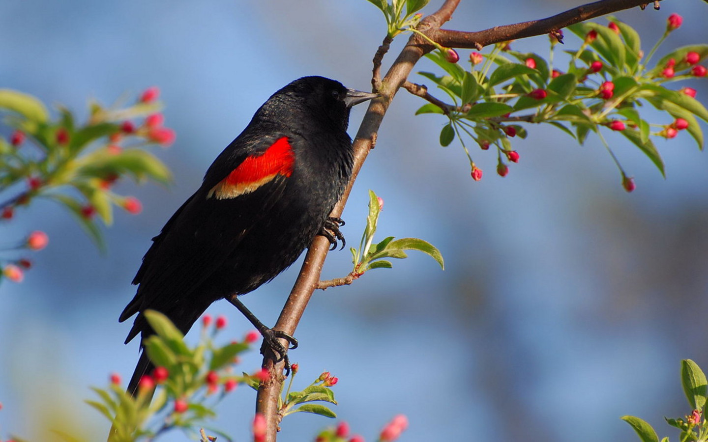 bird tree wallpaper,bird,beak,red winged blackbird,blackbird,plant