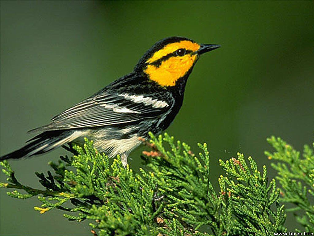 鳥の木の壁紙,鳥,townsends warbler,黒のど緑ウグイス,止まった鳥,アメリカredstart