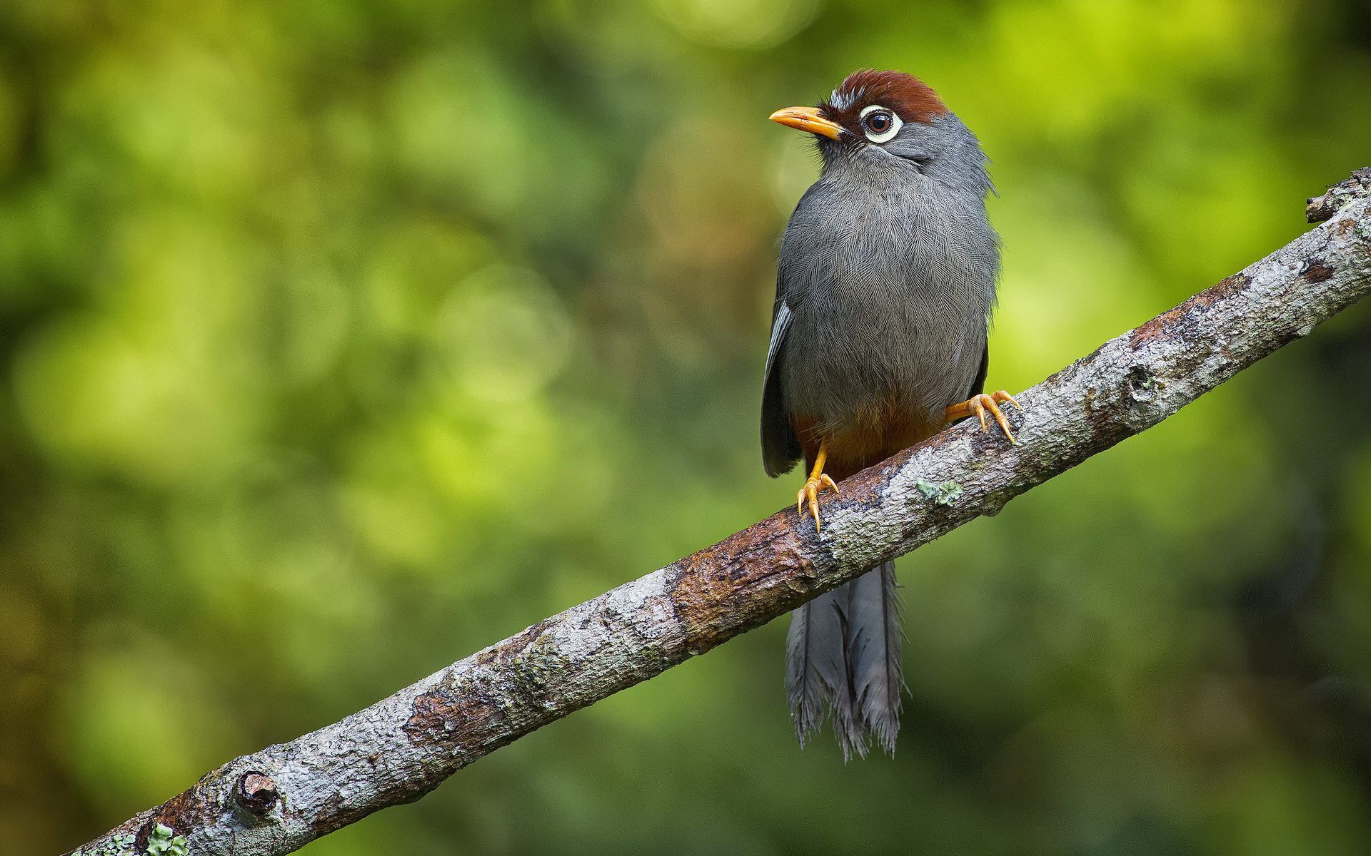 fondo de pantalla de árbol de pájaro,pájaro,papamoscas del viejo mundo,pájaro posado,fauna silvestre,pájaro cantor