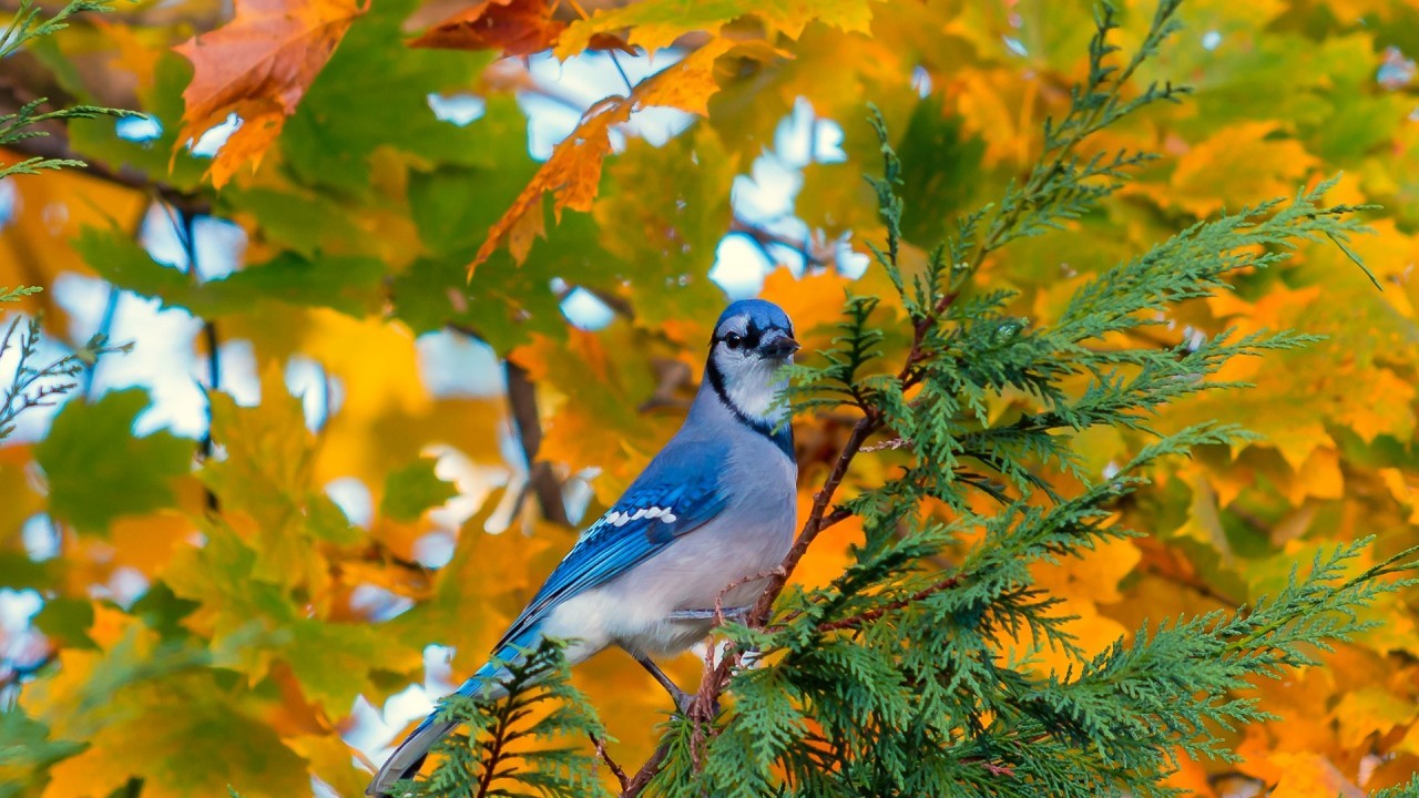 鳥の木の壁紙,鳥,葉,自然,木,ジェイ