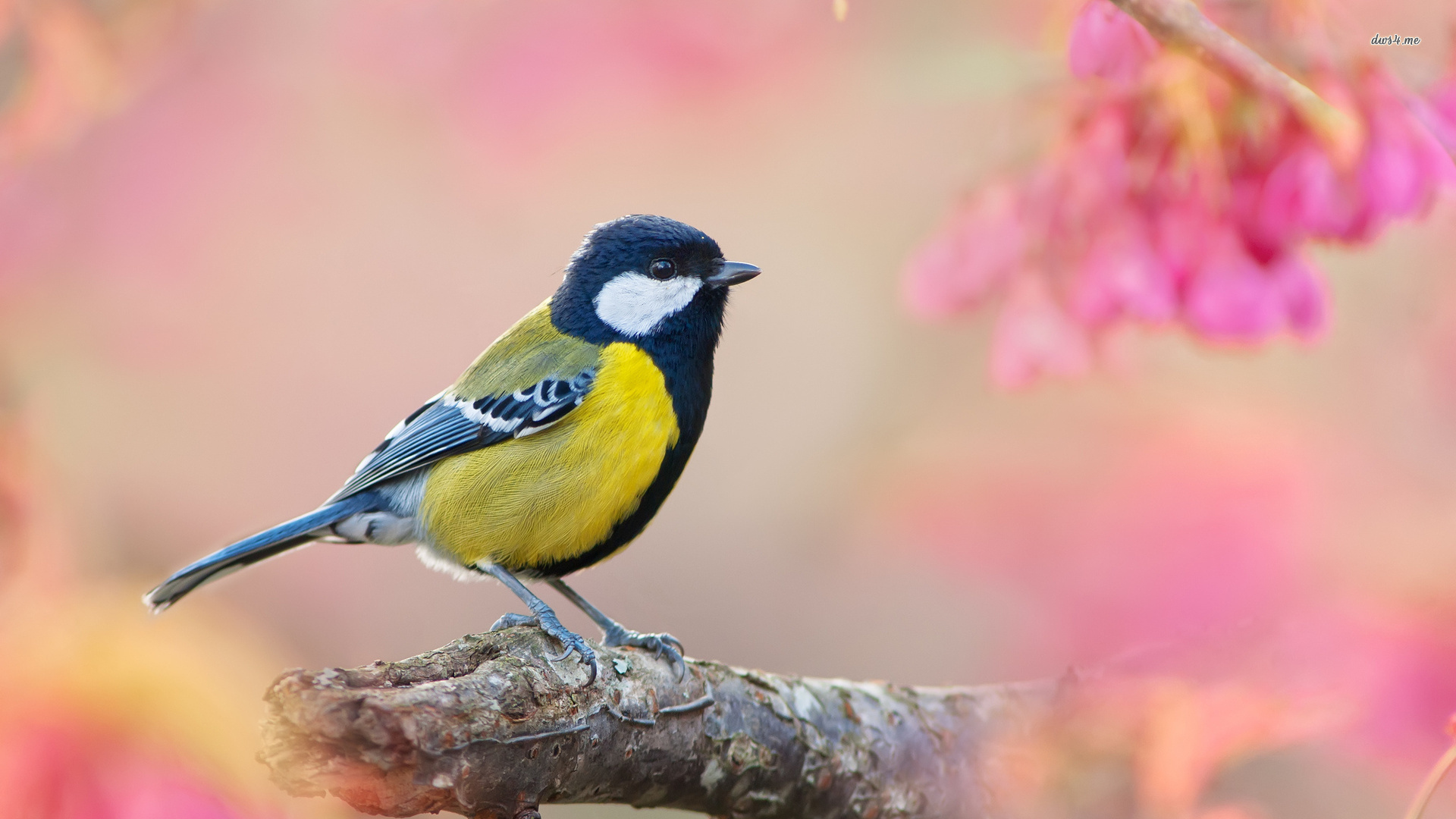 새 나무 벽지,새,우는 새,핀치,앉은 새,구세계 flycatcher