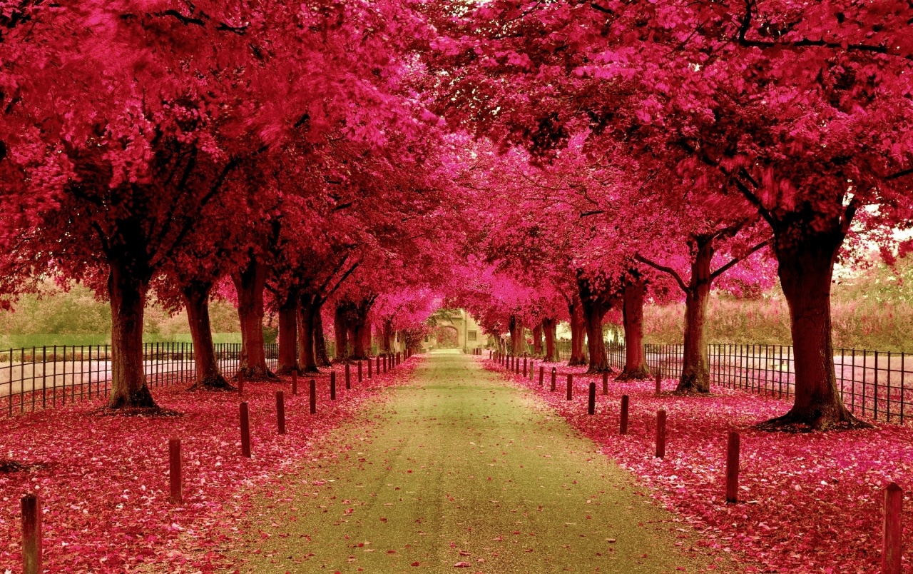 pink tree wallpaper,tree,natural landscape,nature,pink,red