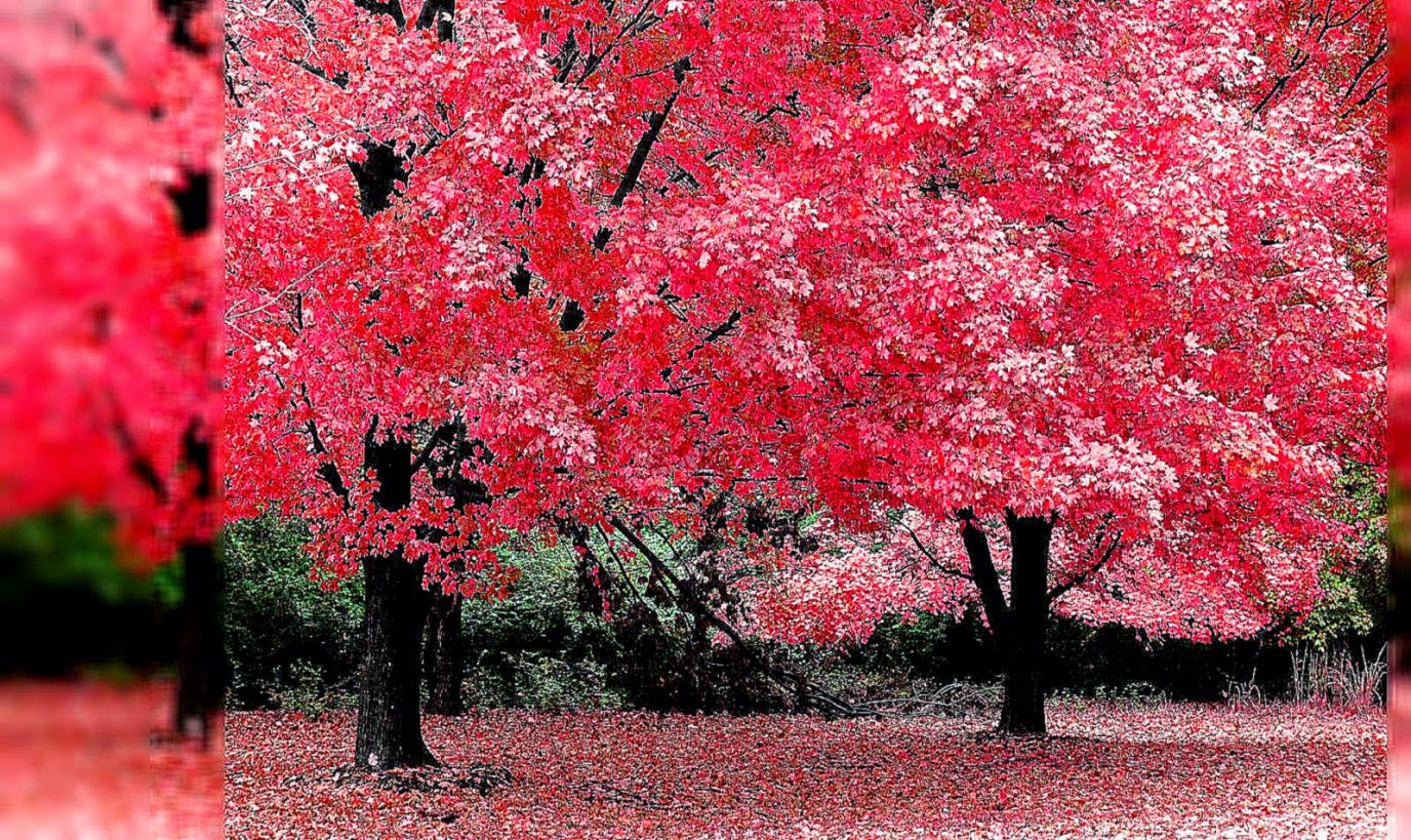 papier peint arbre rose,arbre,rouge,la nature,plante ligneuse,plante