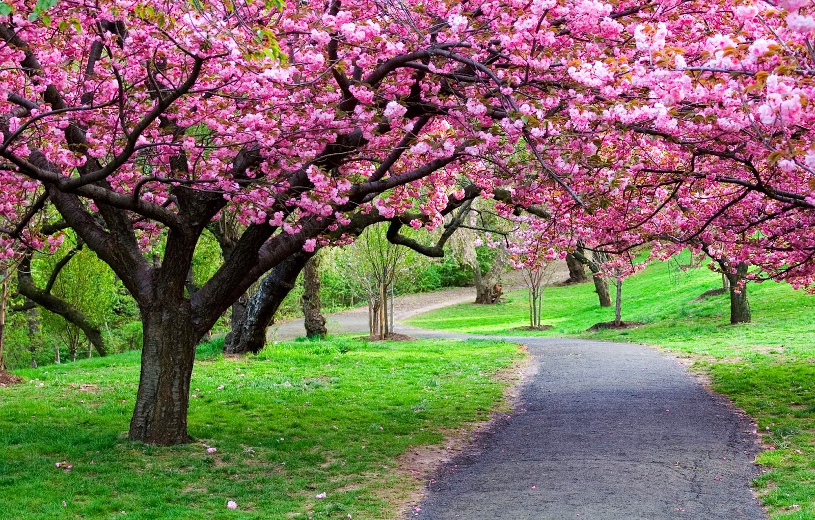 pink tree wallpaper,flower,tree,blossom,plant,spring