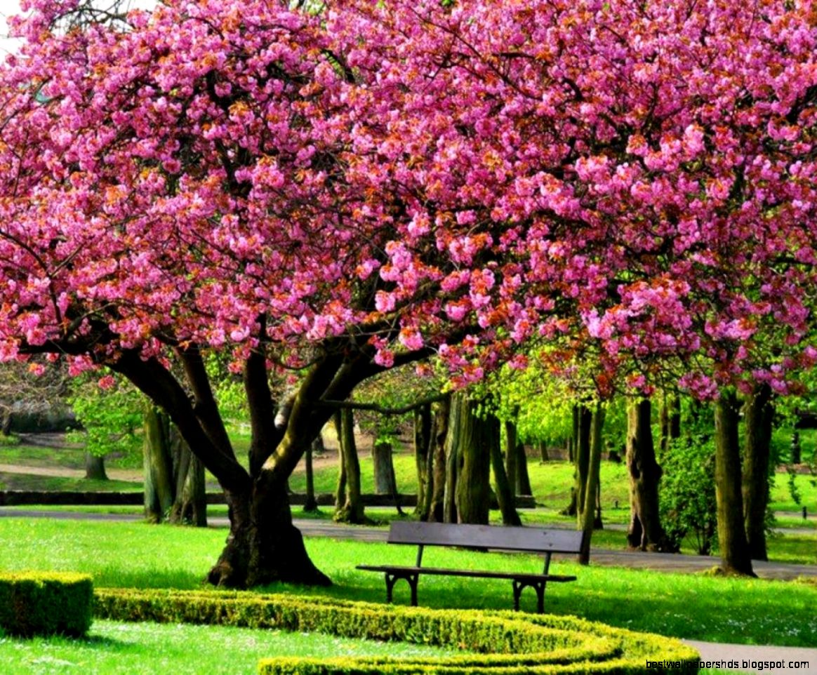 ピンクの木の壁紙,木,花,工場,春,自然