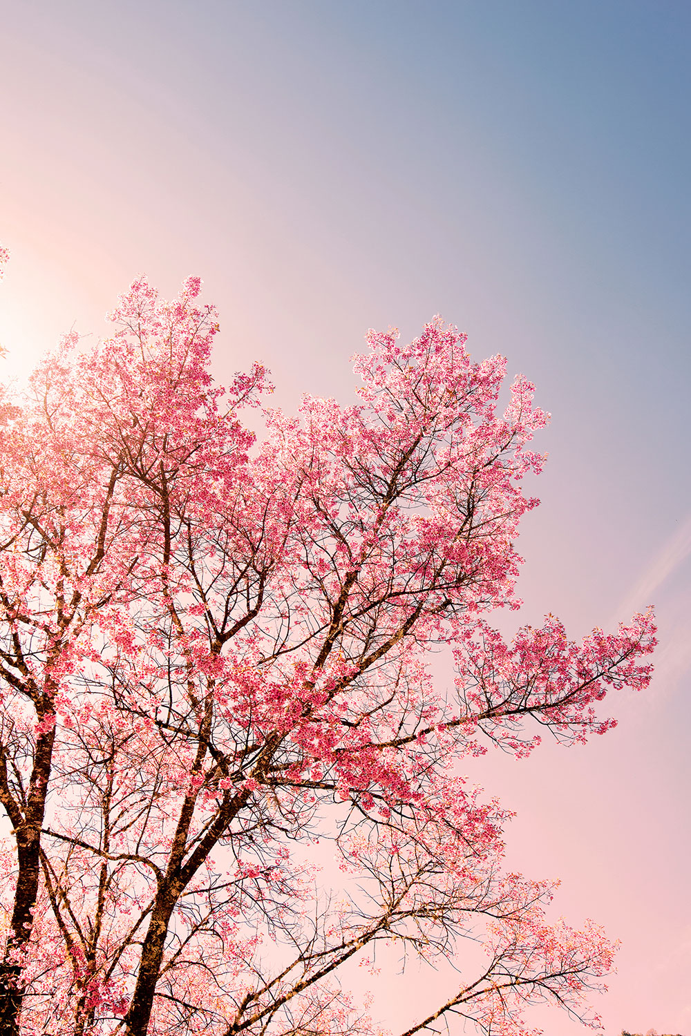핑크 트리 벽지,꽃,나무,꽃,분홍,벚꽃