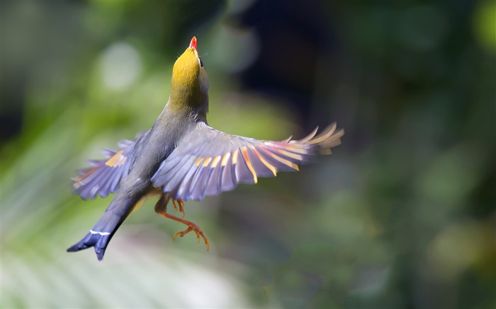 silver bird wallpaper,bird,beak,wing,wildlife,feather