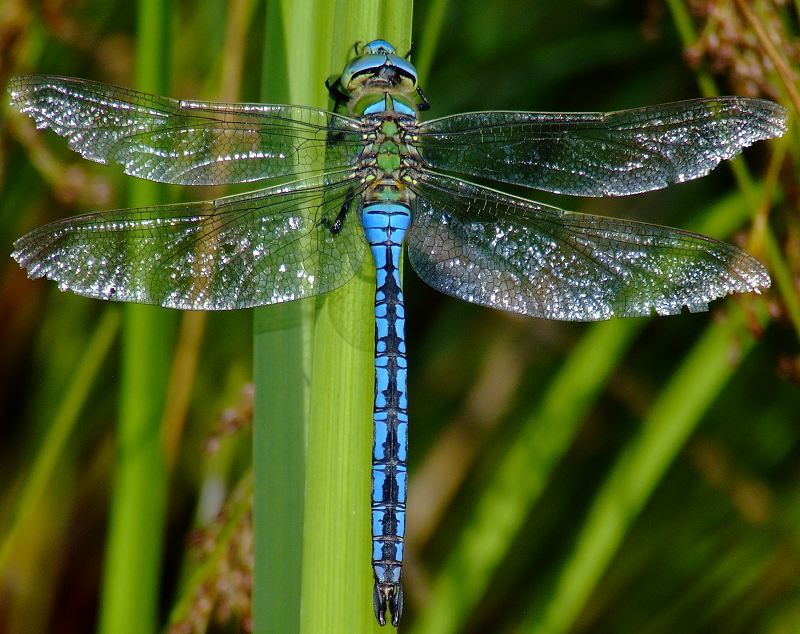 dragonfly wallpaper uk,dragonfly,insect,dragonflies and damseflies,hawker dragonflies,damselfly