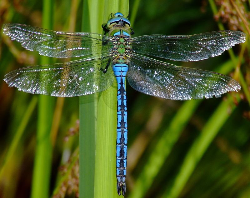 libelle tapete uk,libelle,insekt,libellen und damseflies,straßenhändler libellen,damselfly