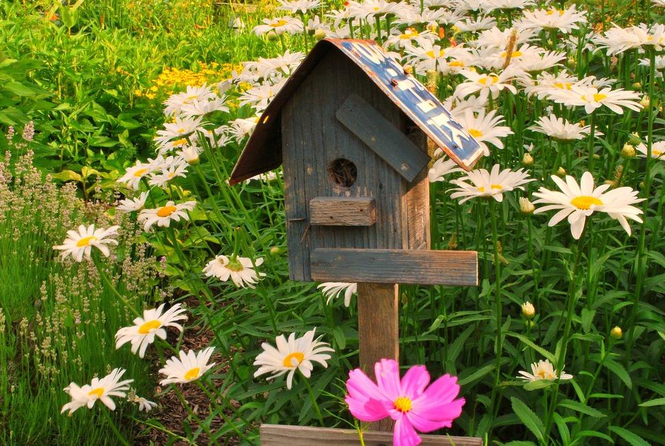 carta da parati uccello per la casa,birdhouse,erba,primavera,birdhouse,fiore di campo
