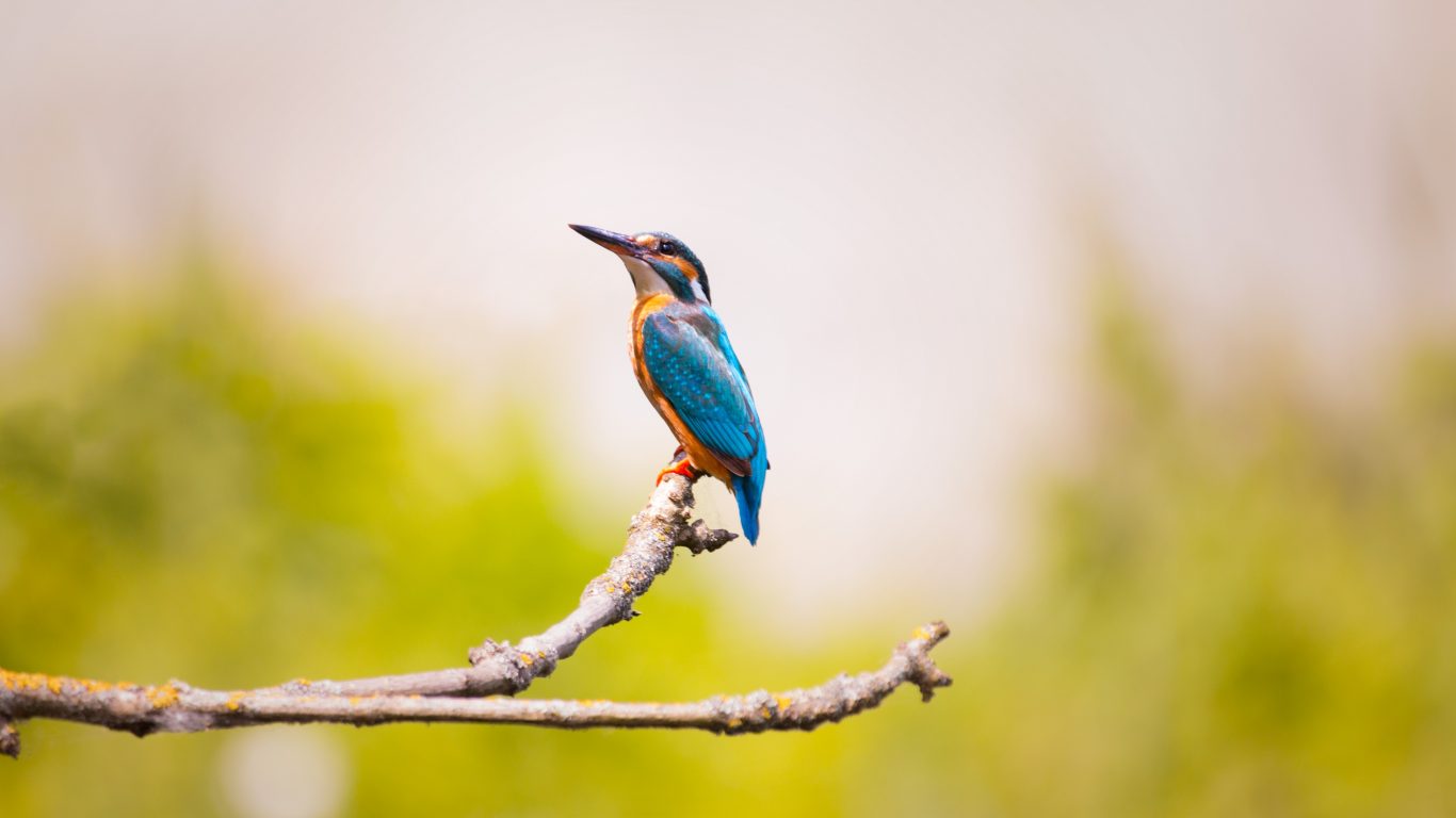 家のための鳥の壁紙,鳥,自然,coraciiformes,野生動物,ハチクイ