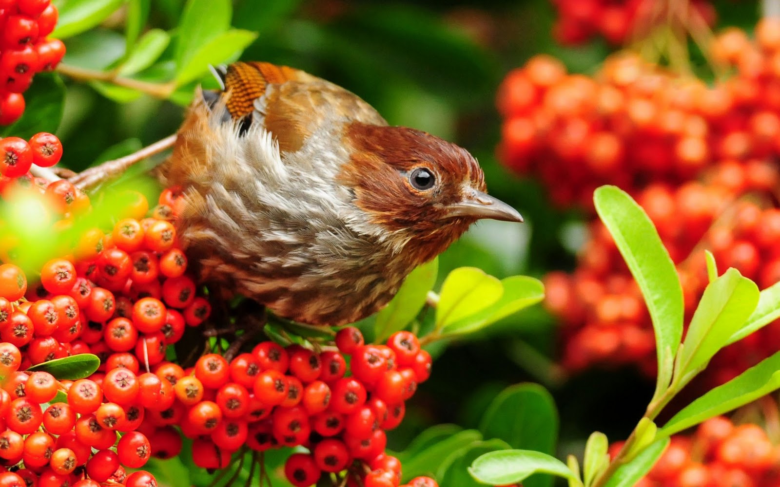 vogeltapete für zu hause,vogel,pflanze,hausfink,blume,hockender vogel