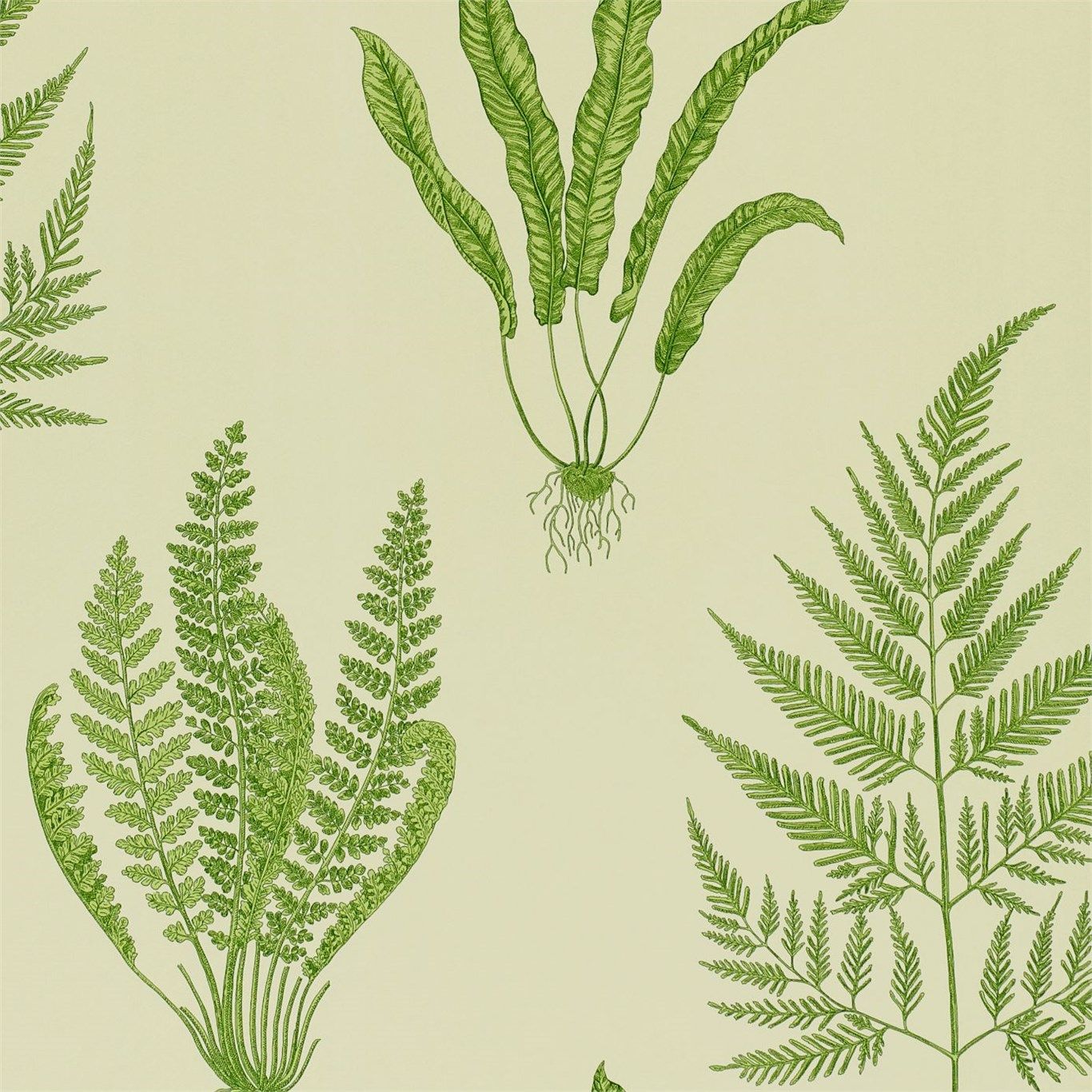 papel pintado botánico uk,planta,hoja,flor,helechos y colas de caballo,planta floreciendo