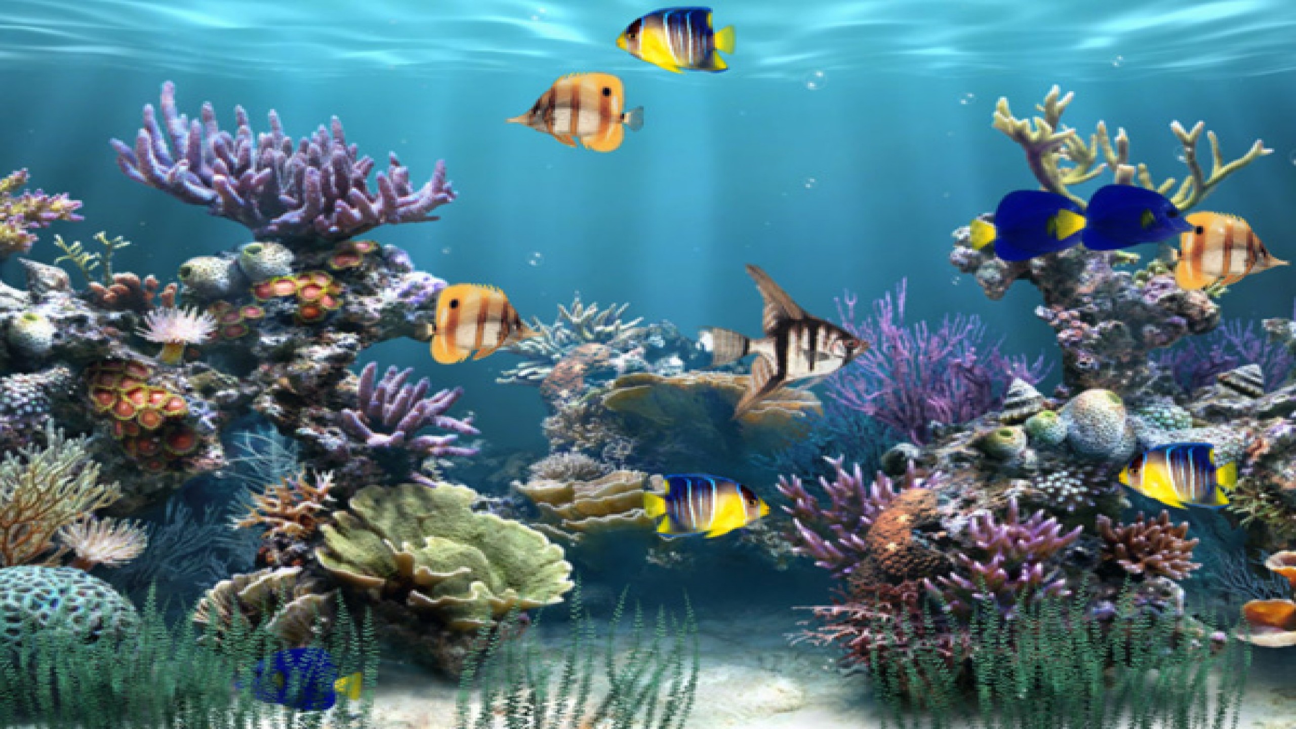 Живые рисунки на компьютере. Подводный пейзаж. Живые рыбки. Обои аквариум. Живой аквариум.