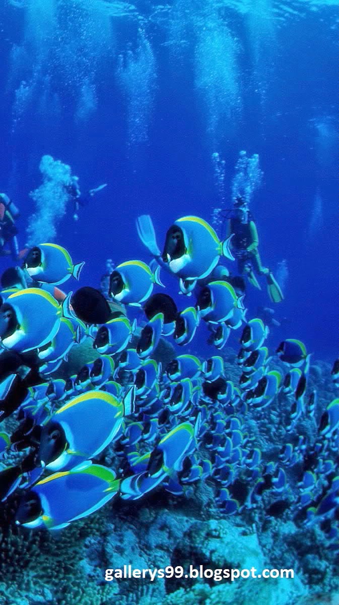 モバイル用の動く壁紙,海洋生物学,水中,青い,サンゴ礁の魚,サンゴ礁