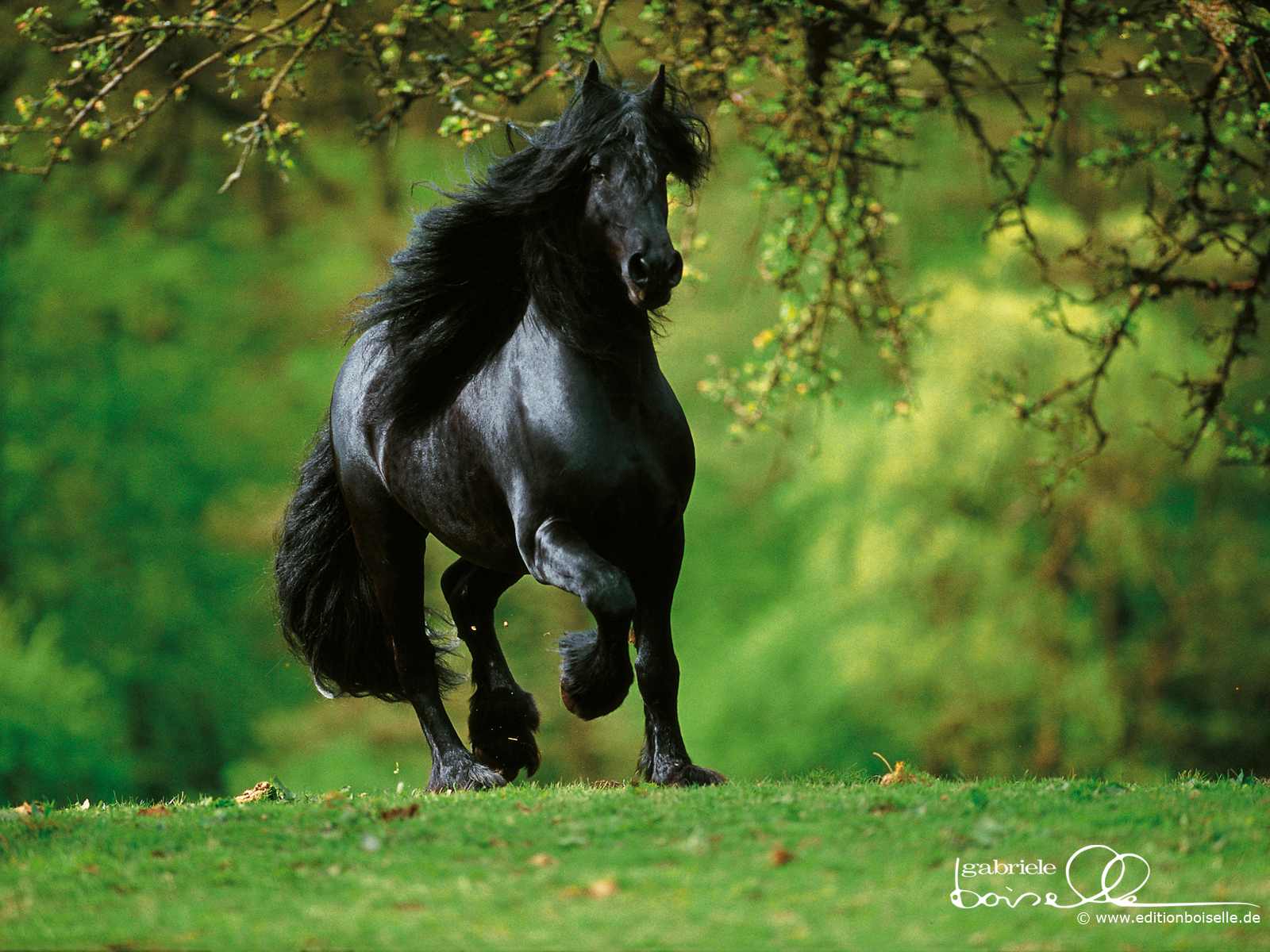 hours wallpaper,horse,mammal,vertebrate,mane,stallion