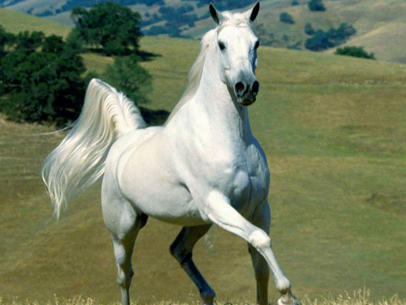 horas de fondo de pantalla,caballo,semental,melena,yegua,pradera