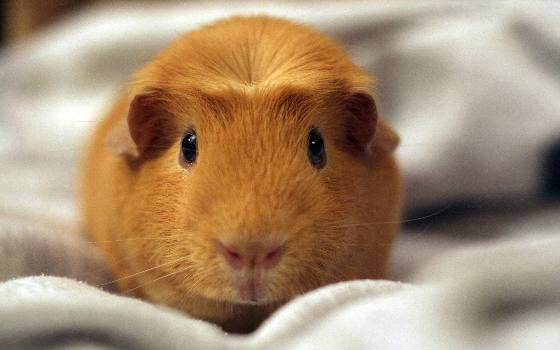 hamster wallpaper hd,vertebrate,guinea pig,mammal,rodent,hamster