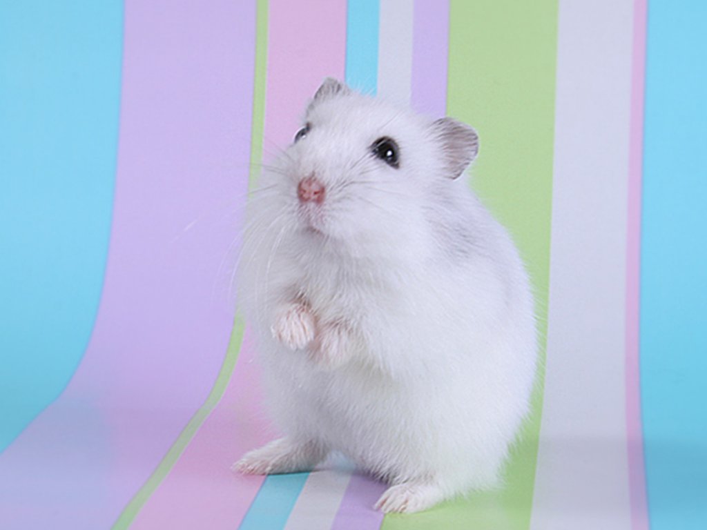 hamster wallpaper hd,vertebrate,rat,hamster,mammal,gerbil