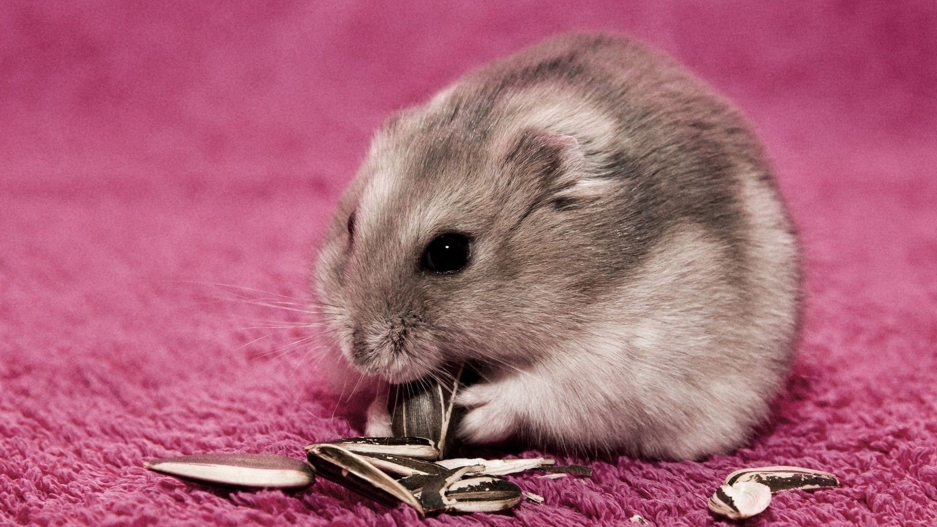 hamster wallpaper hd,mammal,vertebrate,hamster,mouse,gerbil