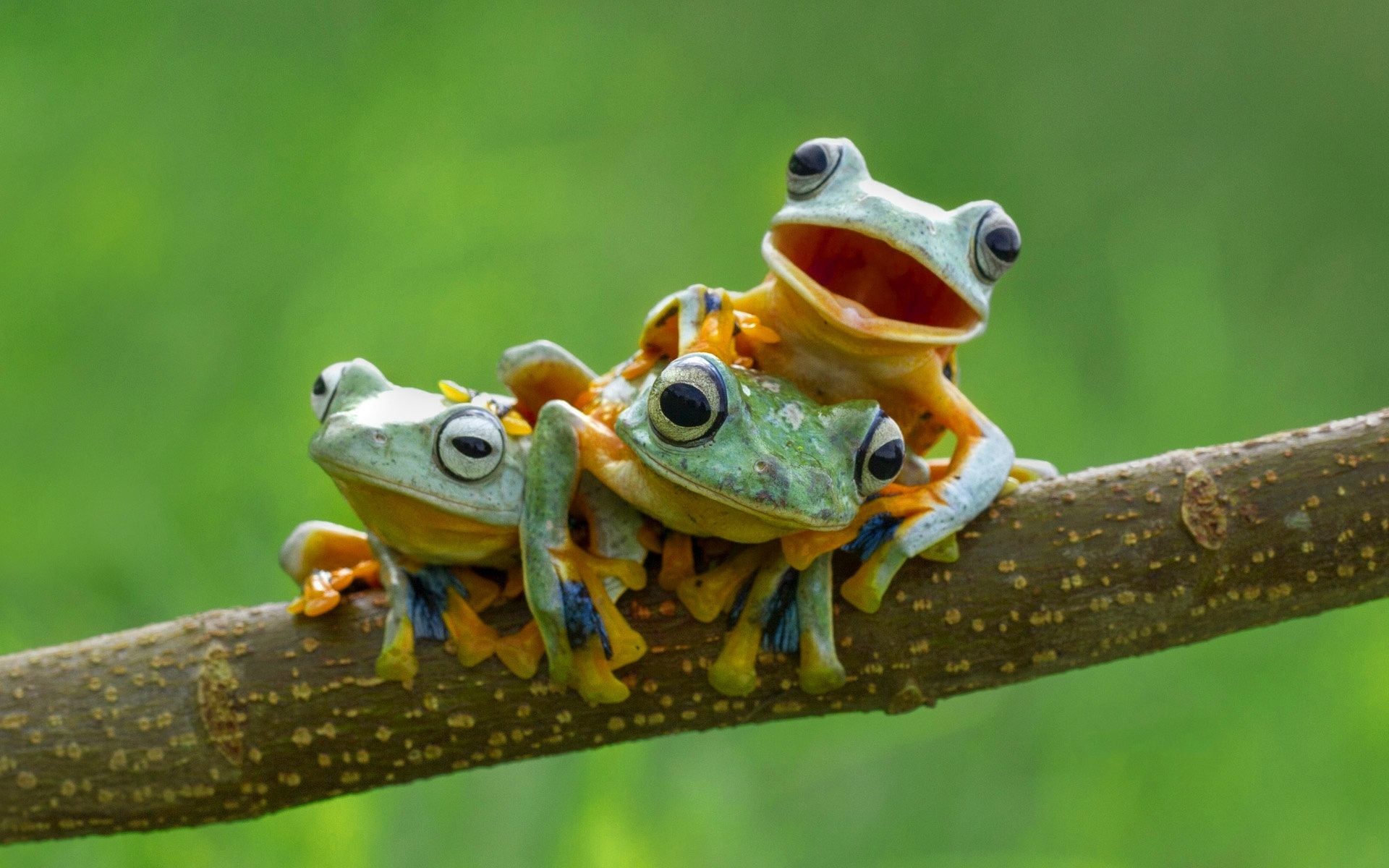 cute frog wallpaper,frog,tree frog,amphibian,tree frog,true frog