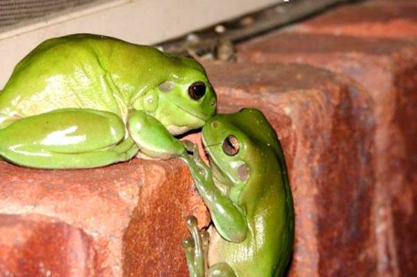 귀여운 개구리 벽지,개구리,청개구리,청개구리,초록,진정한 개구리