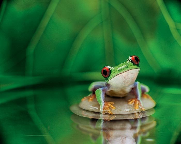 귀여운 개구리 벽지,개구리,청개구리,초록,청개구리,붉은 외 눈 박이 나무 개구리