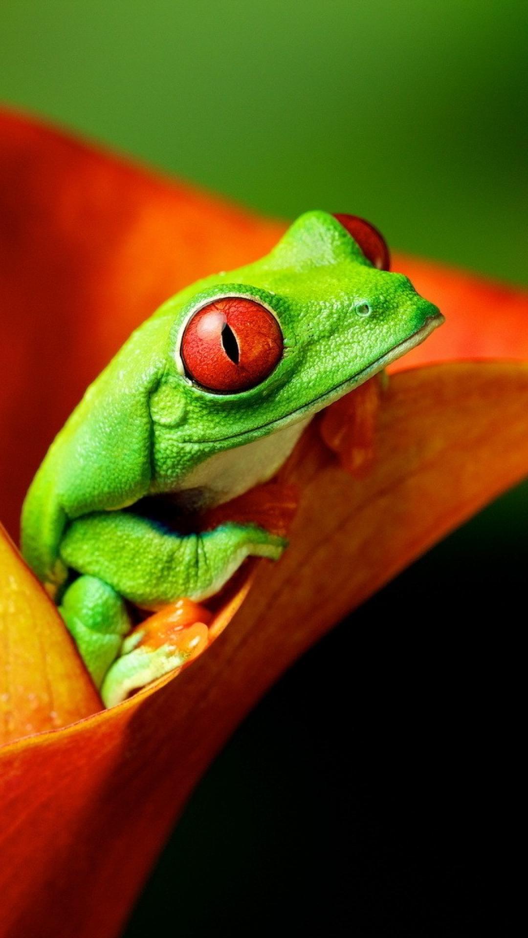 cute frog wallpaper,frog,tree frog,amphibian,agalychnis,red eyed tree frog