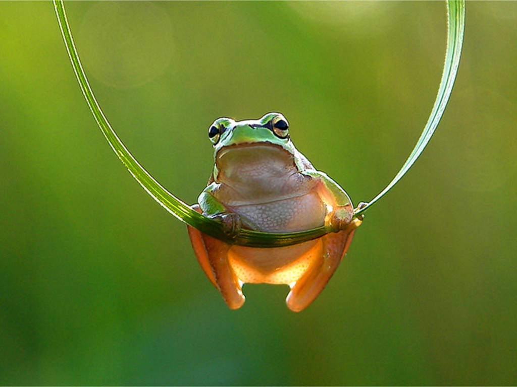 cute frog wallpaper,frog,amphibian,tree frog,shrub frog,true frog