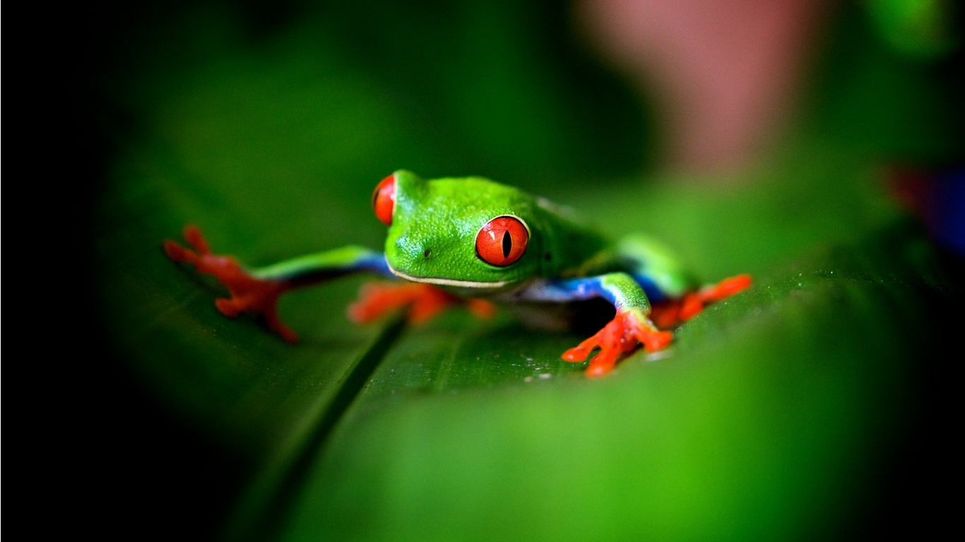 lindo fondo de pantalla de rana,rana,rana de árbol,rana arbórea de ojos rojos,verde,rana de árbol