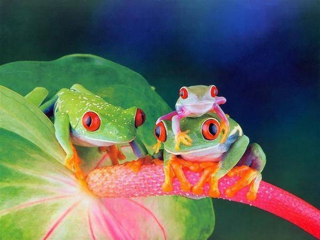 귀여운 개구리 벽지,개구리,청개구리,붉은 외 눈 박이 나무 개구리,청개구리,진정한 개구리