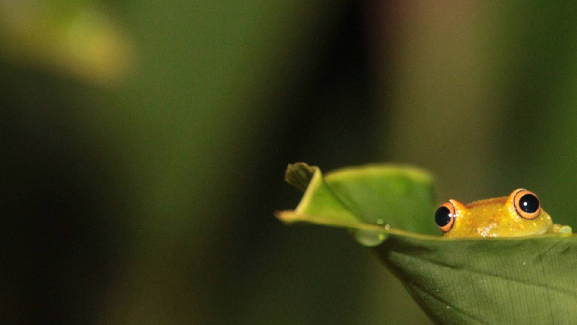 lindo fondo de pantalla de rana,verde,fotografía macro,hoja,rana de árbol,agua