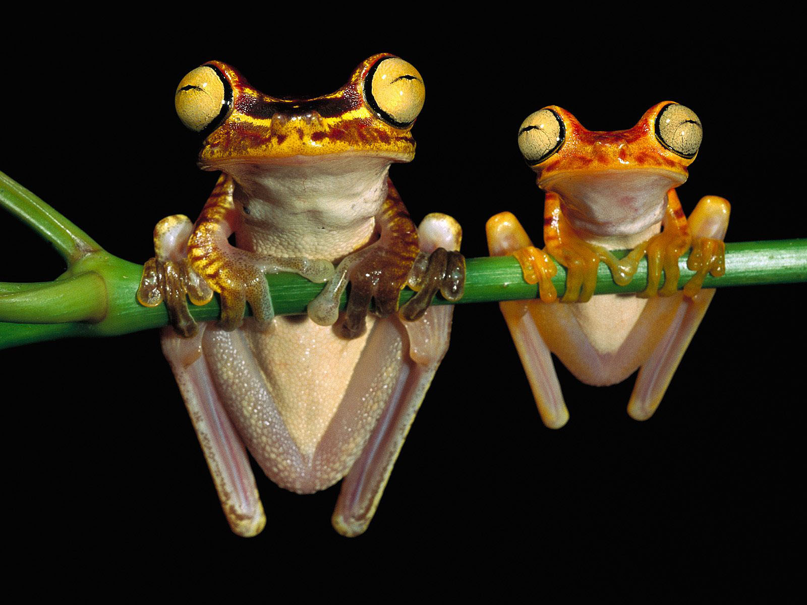 fond d'écran mignon grenouille,rainette,grenouille,rainette,grenouille arbuste,vraie grenouille