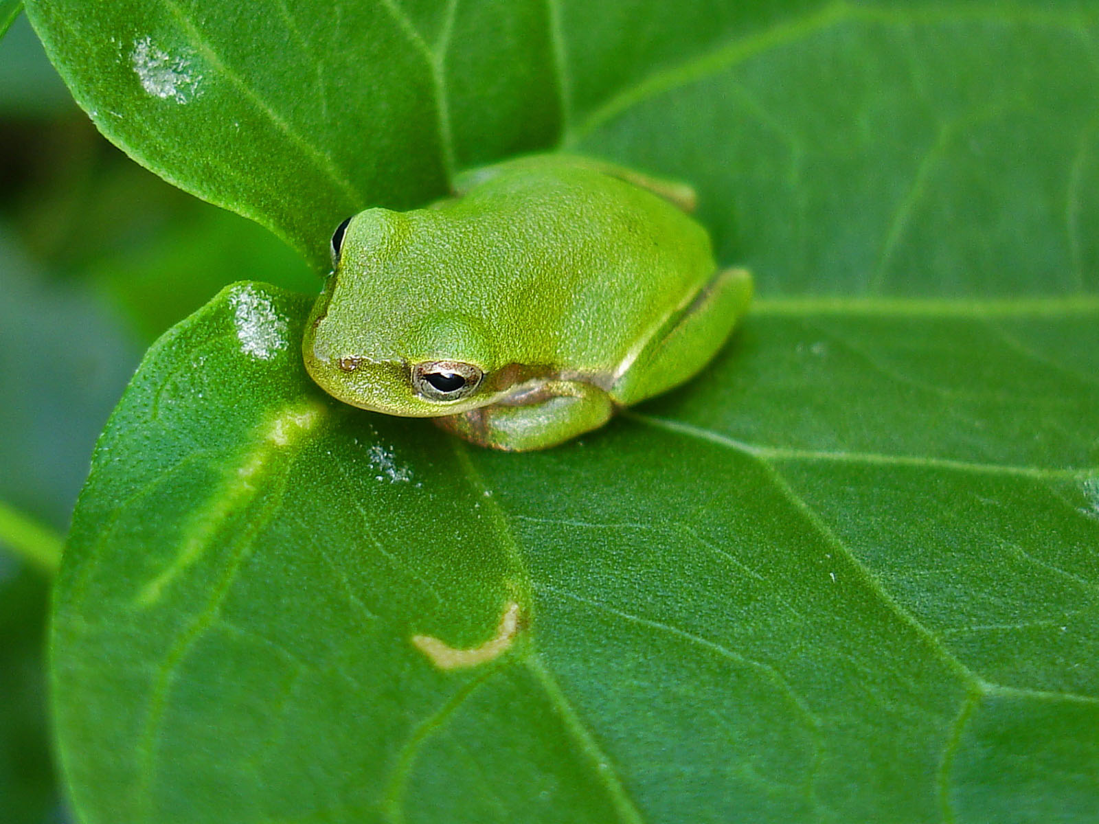 cute frog wallpaper,frog,hyla,tree frog,leaf,amphibian