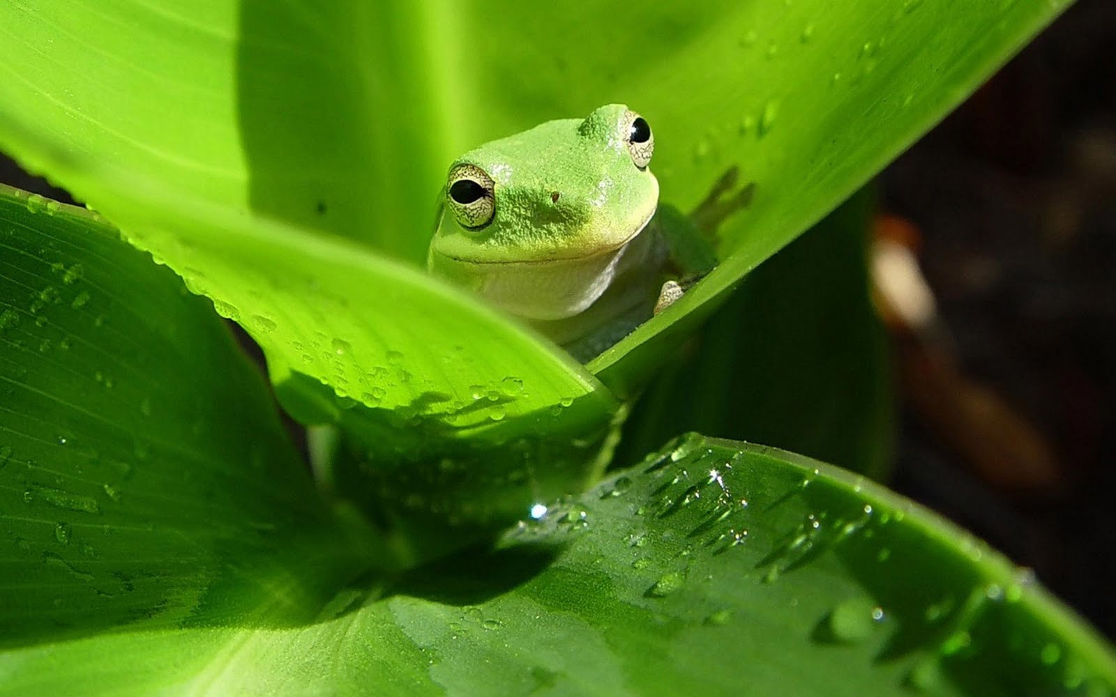 かわいいカエルの壁紙,カエル,葉,緑,アマガエル,真のカエル