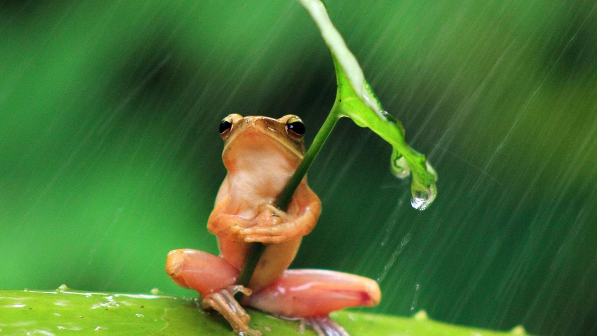 cute frog wallpaper,frog,tree frog,amphibian,shrub frog,true frog