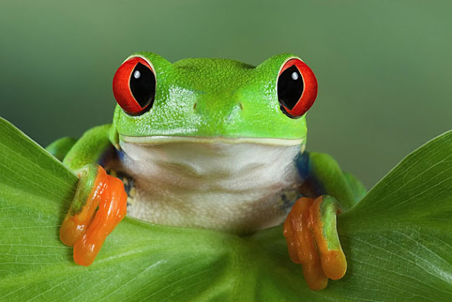 귀여운 개구리 벽지,개구리,청개구리,붉은 외 눈 박이 나무 개구리,청개구리,두꺼비