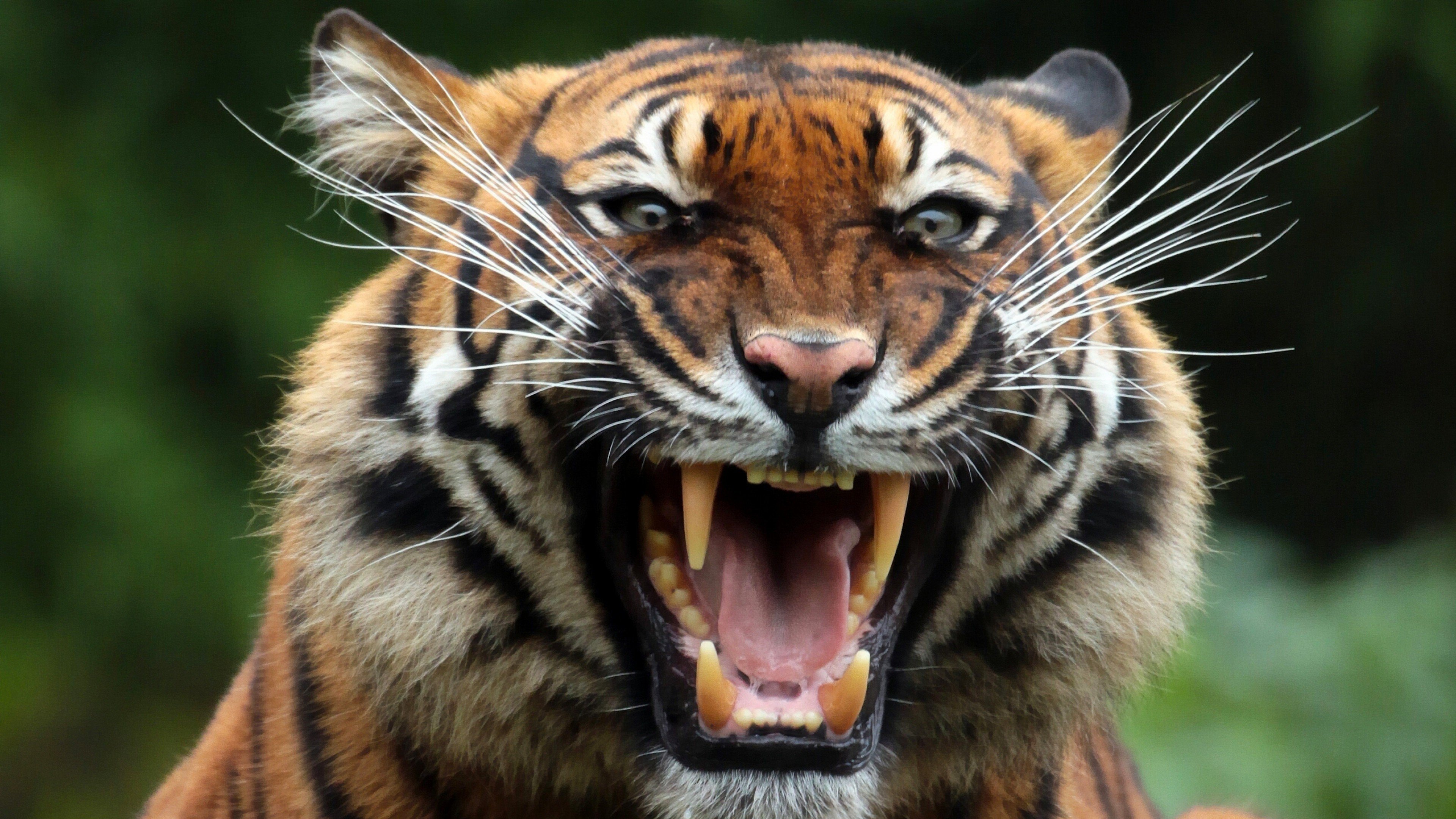 papier peint animali,tigre,faune,animal terrestre,tigre du bengale,tigre de sibérie