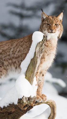 tapete animali,katze,kleine bis mittelgroße katzen,felidae,schnurrhaare,wilde katze