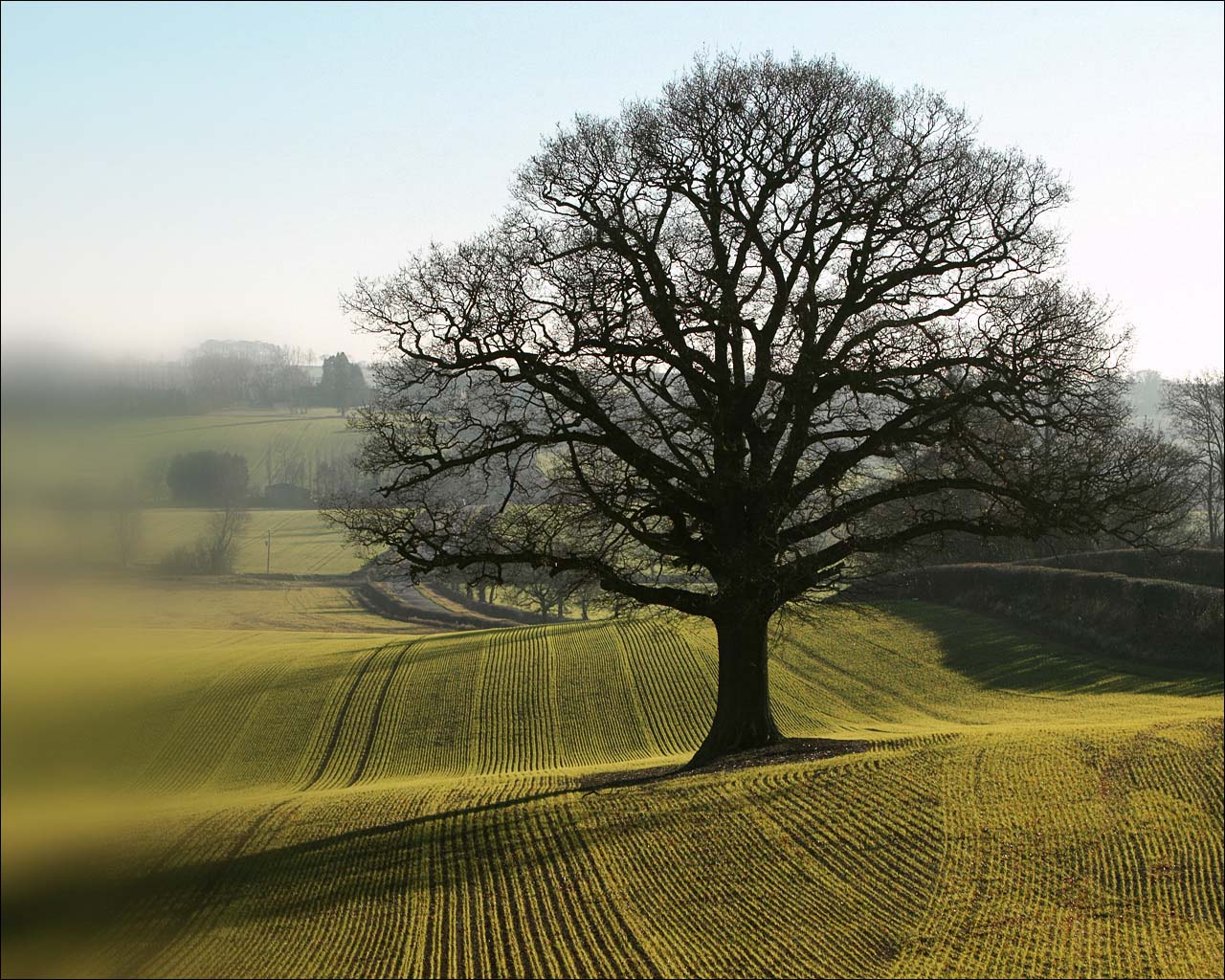 tapete natura,baum,natürliche landschaft,natur,himmel,morgen