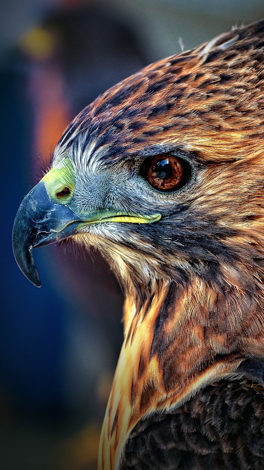 Tapete Animali Vogel Steinadler Falke Raubvogel Adler 383418 Wallpaperuse