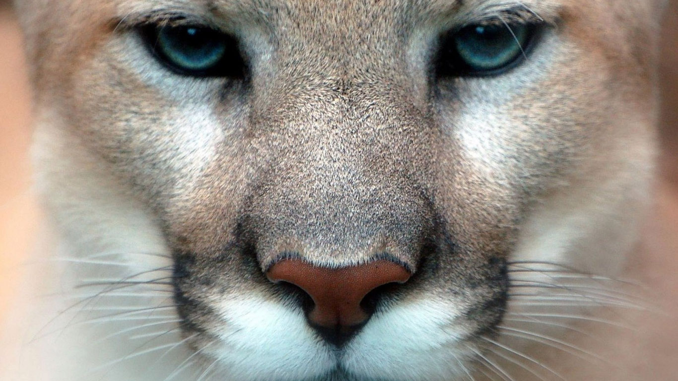 wallpaper animali,bigotes,felidae,cara,fauna silvestre,hocico