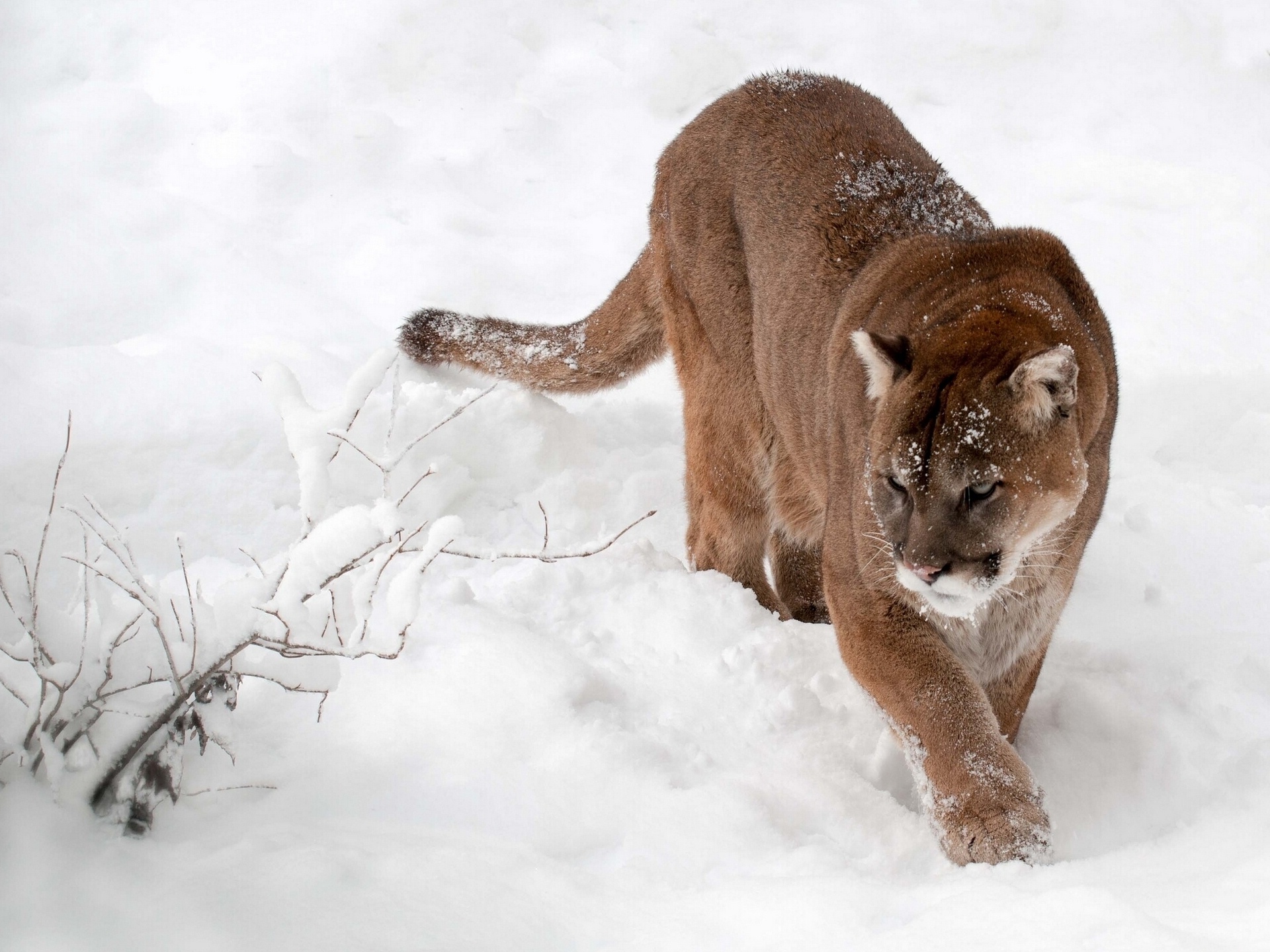 papier peint animali,félidés,puma,puma,faune,chats de petite à moyenne taille