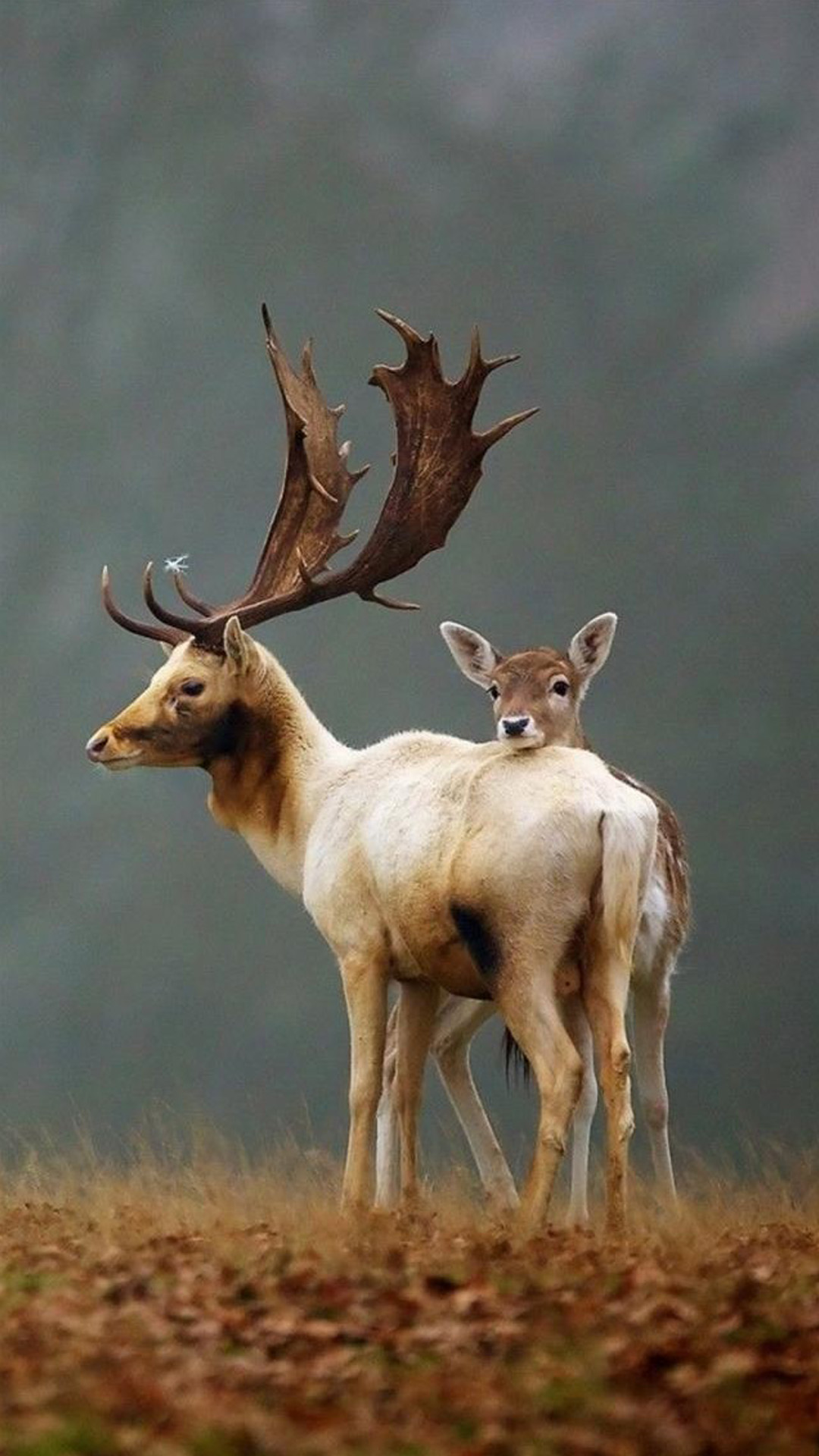 papier peint animali,faune,cerf,animal terrestre,renne,ramure